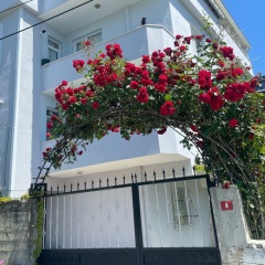 Амина Галаева, Санкт-Петербург