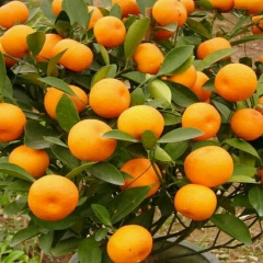 Sasha Shandor, 07.02, Lautoka