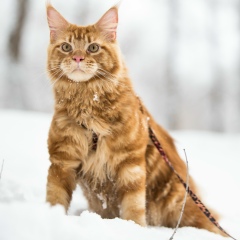 Иштван Гарапко, Виноградово