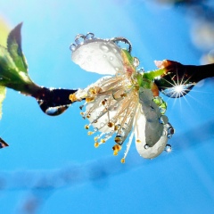 Наталья Алексеевна Кормалова
