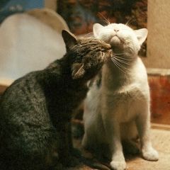 Алика Алдакаева, 13.03, Уфа