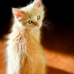 Шолпан Косембай, 08.03.1983, Алматы