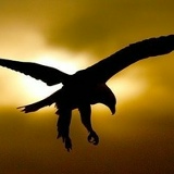 Рустам Хасуханов, 24.02, Санкт-Петербург