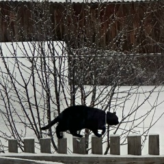 Михаил Чернопазов, 18.12.1984, Москва