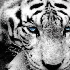 Усман Магомедов, 16.09, Махачкала