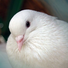 Яна Голубятко, 10.11