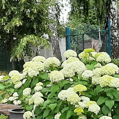 Наталия Левченко