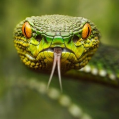 Альберт Никулин, Владимир