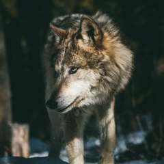 Иван Боровой