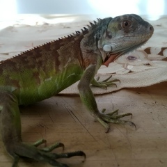 Rahmat Fadila, 18.03.1998