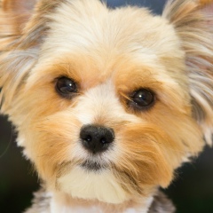 Григорий , 28.01.1972, Bulawayo