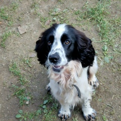 Александр Гречаный, Одесса