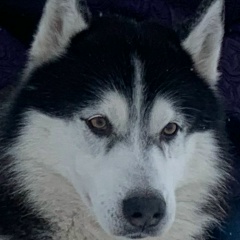 Виктория Коваленко, 12.11, Кронштадт