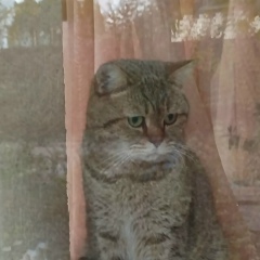 Станислава Ульяненко (бутрым), Воронеж