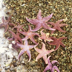 Оксана Фомичева, 09.10.1971