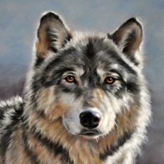 Вадим Волк, 08.11, Киев