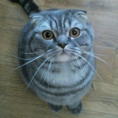 Маша Остролуцкая-Крикун, 25.06, Киев