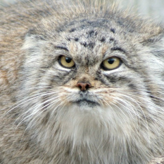 Андрей Соловьев, 21.02