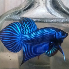 Seeouy Betta, 27.09.1986