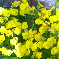 Нина Шкарупа (Авраменко), 28.01.1961, Запорожье