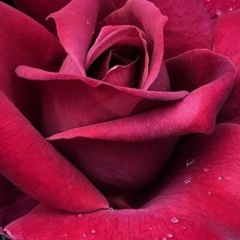 Роза Пирматова, 13.05, Москва