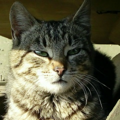 Илья Гадалин, Новосибирск