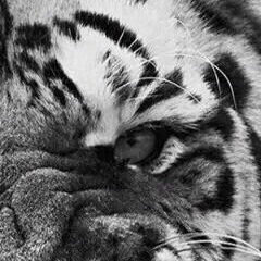 Tiger Empireal, 02.09.1994, Днепр (Днепропетровск)