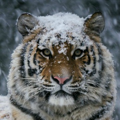 Геннадий Кушнарёв, 27.10.1974