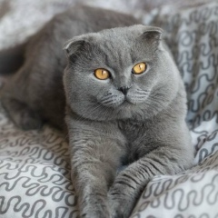 Шамиль Бибулатов, 24.04.1997, Иваново