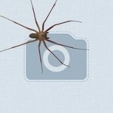 Антон Тиханов, Санкт-Петербург