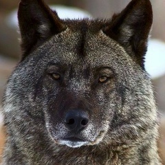 Сергей Капштык, 17.10.1974, Одесса