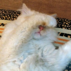 Shura Mas, 04.08, Liverpool