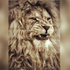 Hasan Demilkhanov, 18.11.1981, Graz