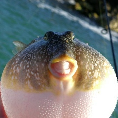 Nicholas Lumera, 11.08.1998, Noto