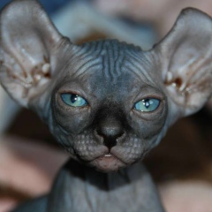 Альфия Мамлютова, 02.01.1920, Los Angeles