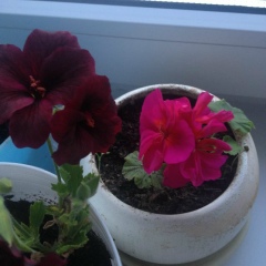 Евгения Семизорова, 26.04.2001, Серов