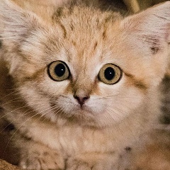 Эржэн Балданай, 06.12, Улан-Удэ