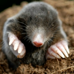 Михаил Росугбу, 22.07, Москва