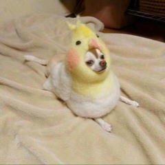 Danil Sanchez, 01.02, Montréal