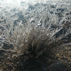 Аманкос Альжанов, 29.11.1981, Актау