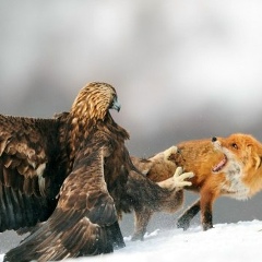 Елизат Ануархан, 21.03.1990, Астана