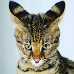 Елена Лошадкина, 01.10.1975, Москва