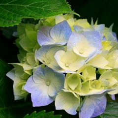 Клара С, 28.09