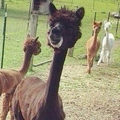 Liza Viitanen, 18.05