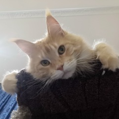 Олеся Сорокина, Сочи