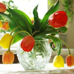 Елена Фомина, Иркутск