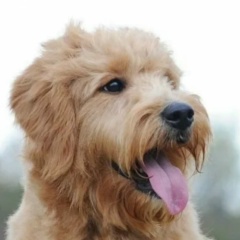 Артём Членов, Волгоград