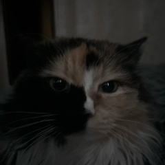 Ирина Шаболкина, Самара