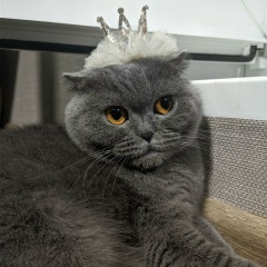 Ника Вавилина