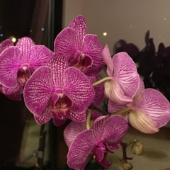 Анна Добровольская, 10.12